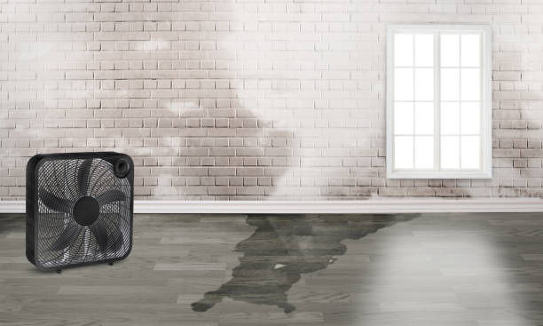 Best 24-hour water damage restoration  in Antwerp, OH